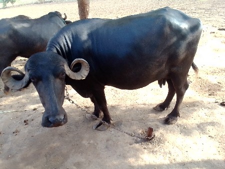 ભેંશ વેશવા ની છે