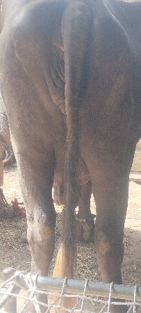 આ ભેંસ વેચવાની છે