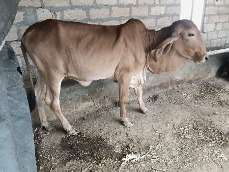 હોડકી વેશ વાની શે 2 વર્ષ ની સે