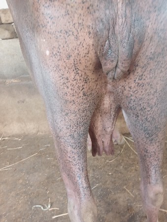 ભેંસ વેચવાની છે