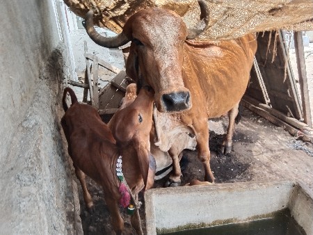 આ ગાય વેચવાની છે ત્રીજું વેતર