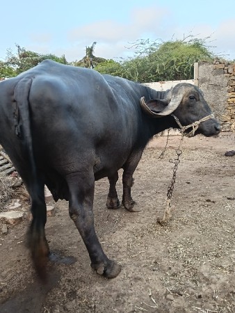 ત્રીજું વેતર ..... 6 લીટર દૂધ..