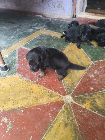 zarman puppis
