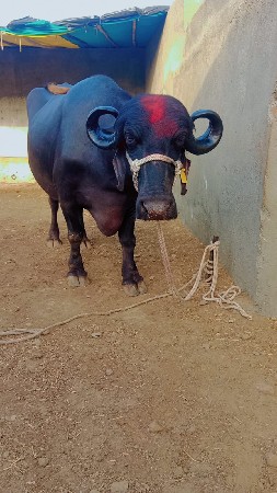 વેચવાનું છે