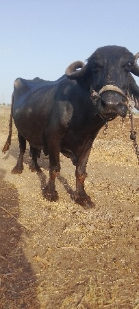 ચોથું વેતર દશ દીવશ ની વારછે