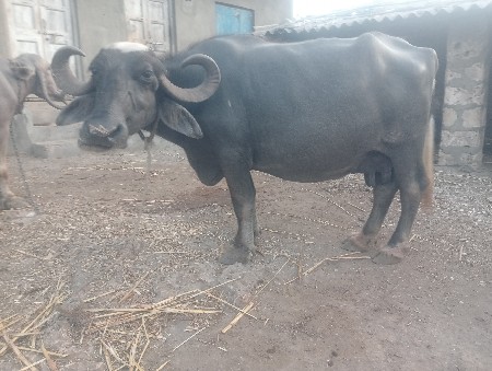 ત્રીજો વેધર