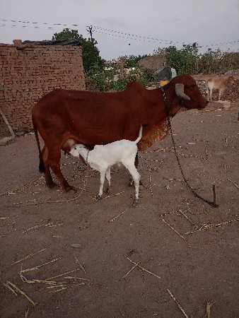 ગીર ગાય વેચવાની છે