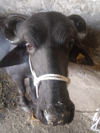 4 દાંતે પાડી વેચવાની