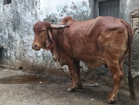 કપિલા ગાય વેચવાની છે