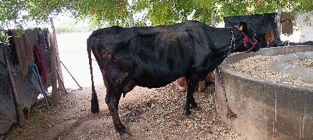 ગાય વેશવાનીસે