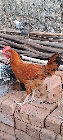 દેસી મરઘા