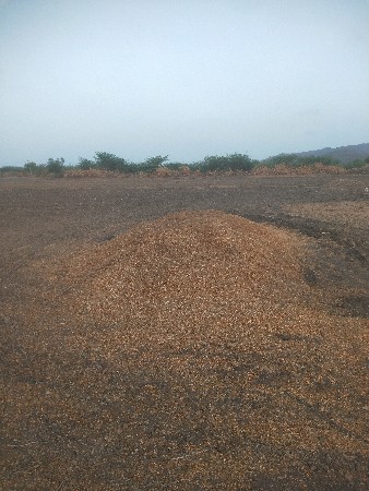સના ની ભૂકી વેસવાની સે