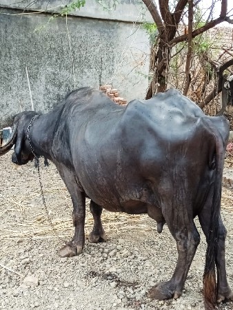 bhesh vechvani