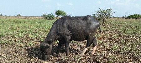 પેલું વેતર છે 9510199717