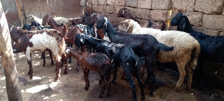 બકરા નો ધેરો વેચવાના છે