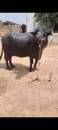 ભેસ વેચવાની છે