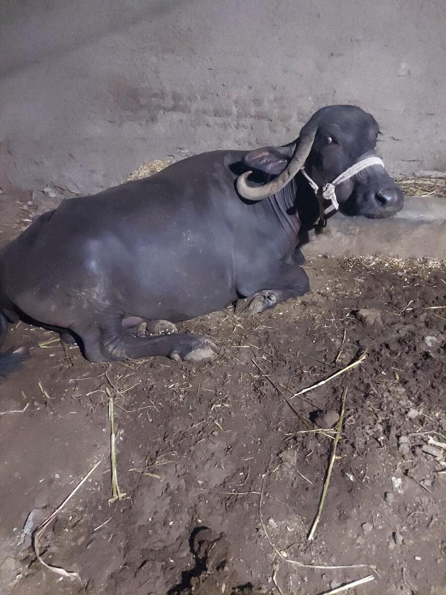bhes vechvani che