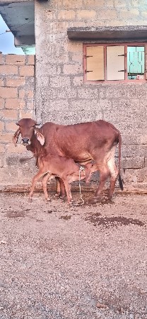 ગાય વેચવાની છે