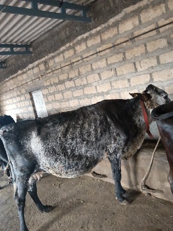 ગાય વેચવાની છે