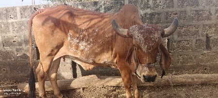 ગીય ગાય વેચવાની છે