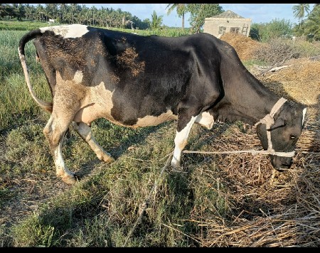h f ગાય