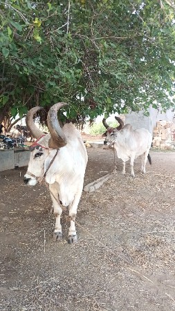 બળદ વેચવાનાછે