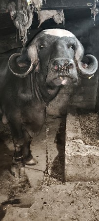જાફરાબાદી વેચવાની છે
