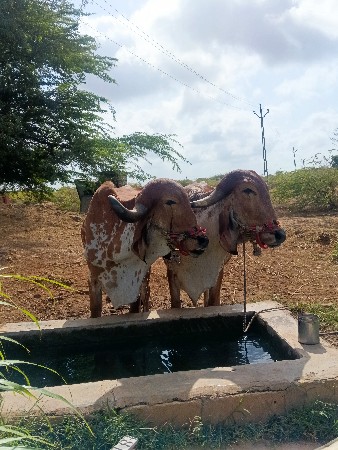 બળદ વેચવાના છે