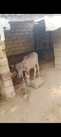 9723197610. ફોન કરો