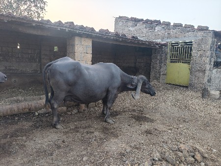 1 ભેંસ વેચવા ની છે.