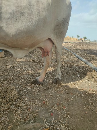 ગાય વેચવાની છે