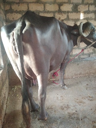બીજા વેતર ની ખળેલી