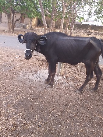 આખડેલી વેચવાની છે