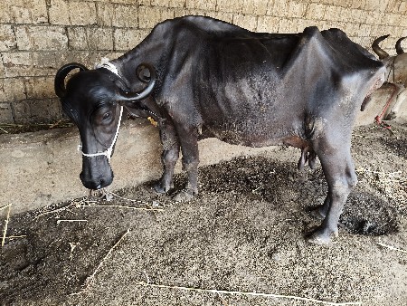 ચાર ચાર 4લીટર દૂધ બે મહિનાની