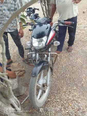 સીડીડીલસ