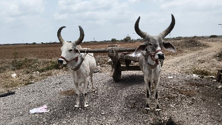 વેચવાના છે