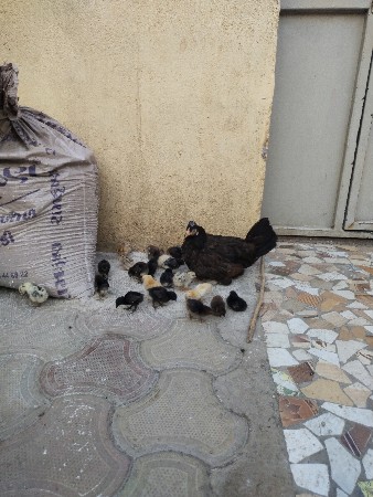 દેસી બચ્ચા (તરસિંગડા, માળિયા)