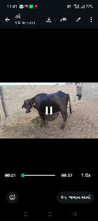 એકદમ ચોખી બીજા વેતર ની છે