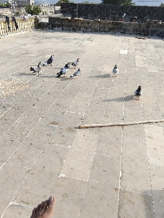 7kabutar