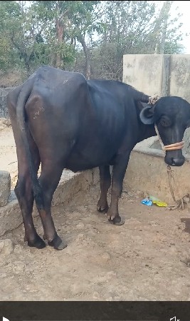 ખડેલી વેચવાની છે