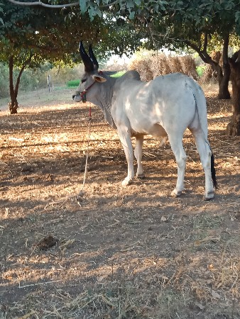 ગોઢલા વેચવાના છે