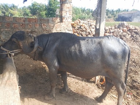 પાડો