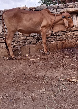 વાંસડી વેચવા ની છે