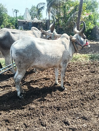 બળદ ગોંઢલા