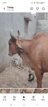 ગાય વેચવાની છે