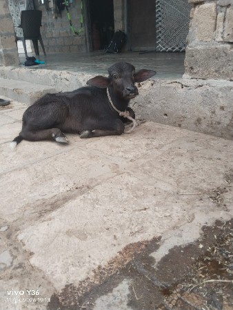 આ પાડી વેચવાની છે