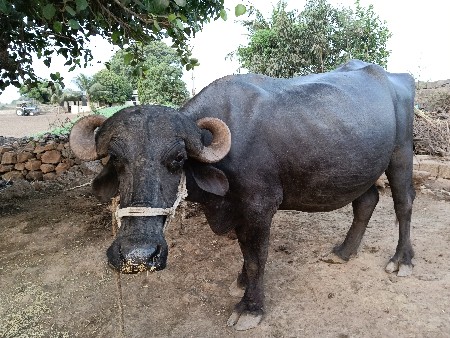 ખડેલી વેશવાની છે
