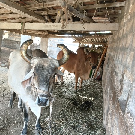 બરદ વેચવા ના સે