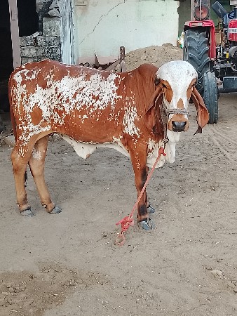 ગીર વાછડી વેચવાની છે