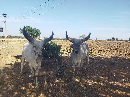 ધોઠલા